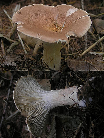 1344_1.jpg