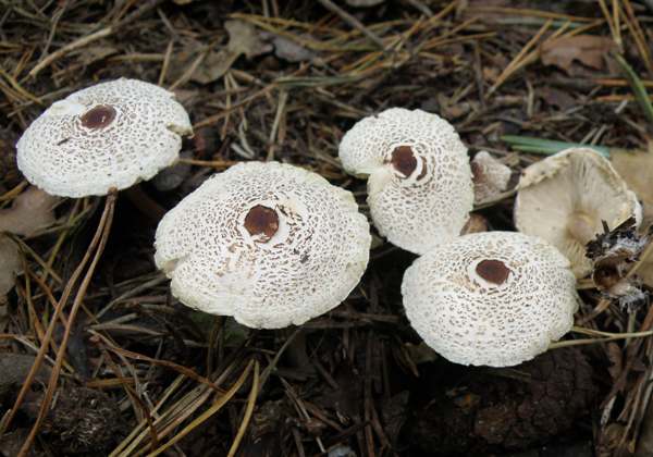 lepiota-felina4.jpg