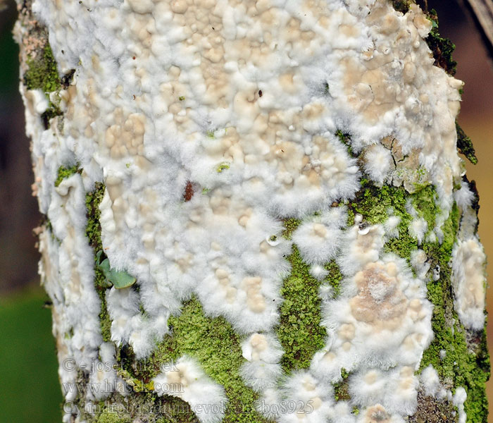 cylindrobasidium_evolvens_bo8925.jpg