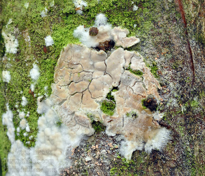 cylindrobasidium_evolvens_bo8924.jpg
