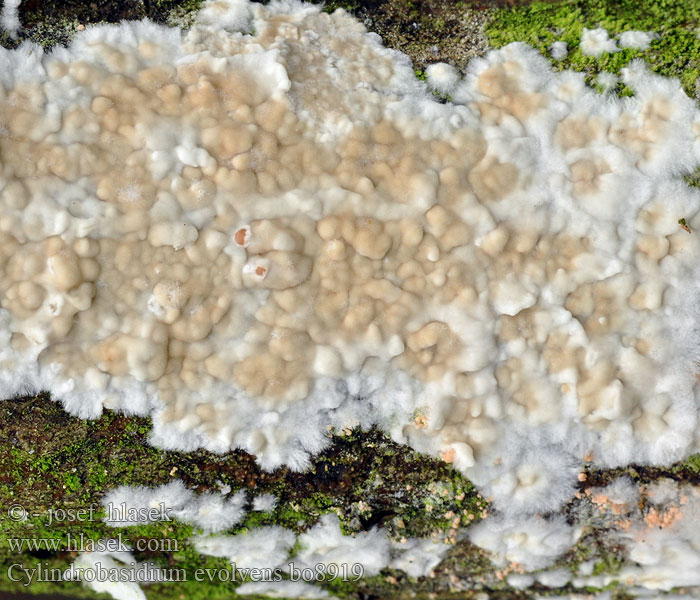 cylindrobasidium_evolvens_bo8919.jpg