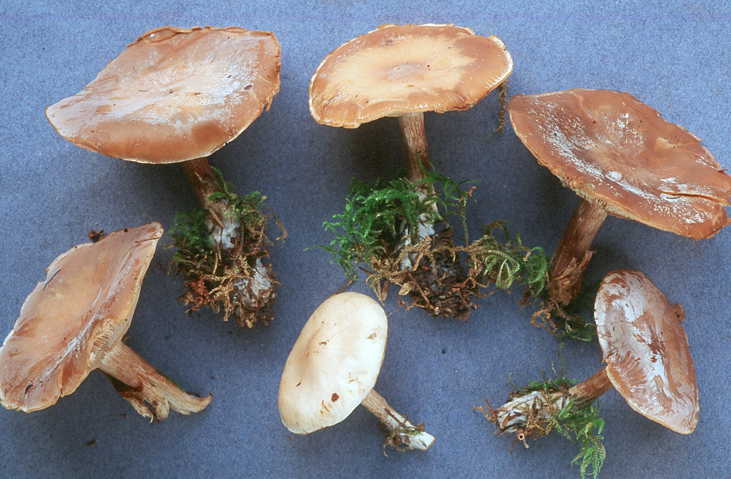 SV07_010.jpg