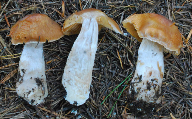 Cortinarius 20109_small.jpg