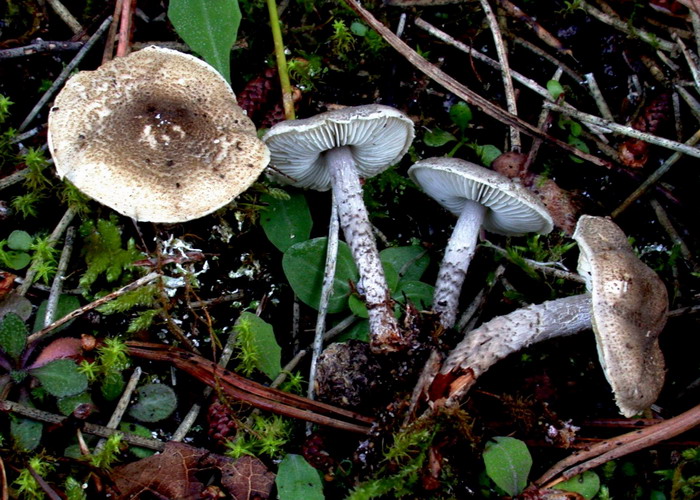 Lepiota griseovirens gd02r.jpg