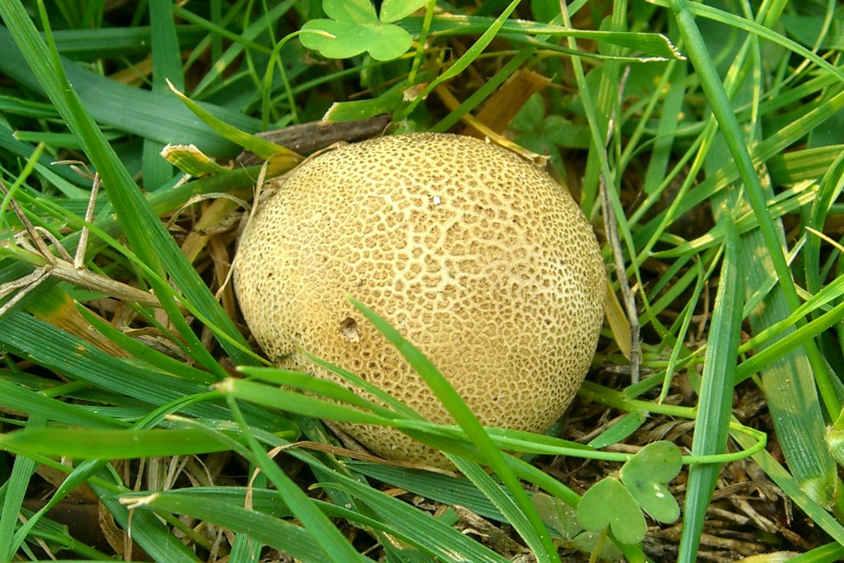 Scleroderma_areolatum.jpg