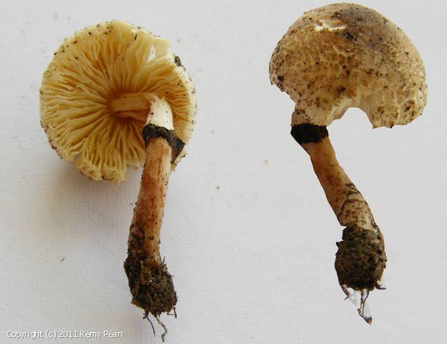 Lepiota_micropholis_2011_rp_1.jpg