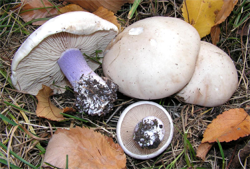 Lepista saeva_small.jpg