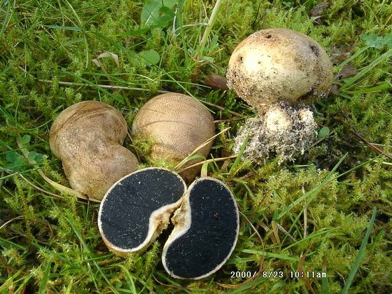 627-Scleroderma_bovista.jpg