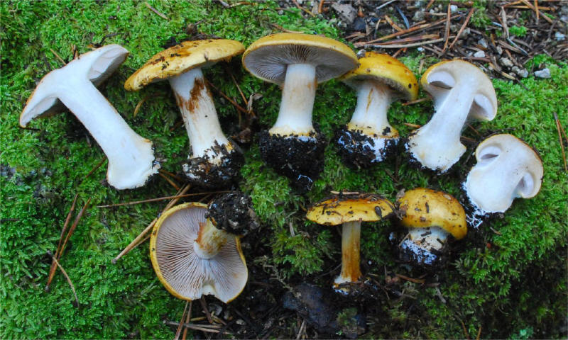 Cortinarius piceae 19741-2_small.jpg