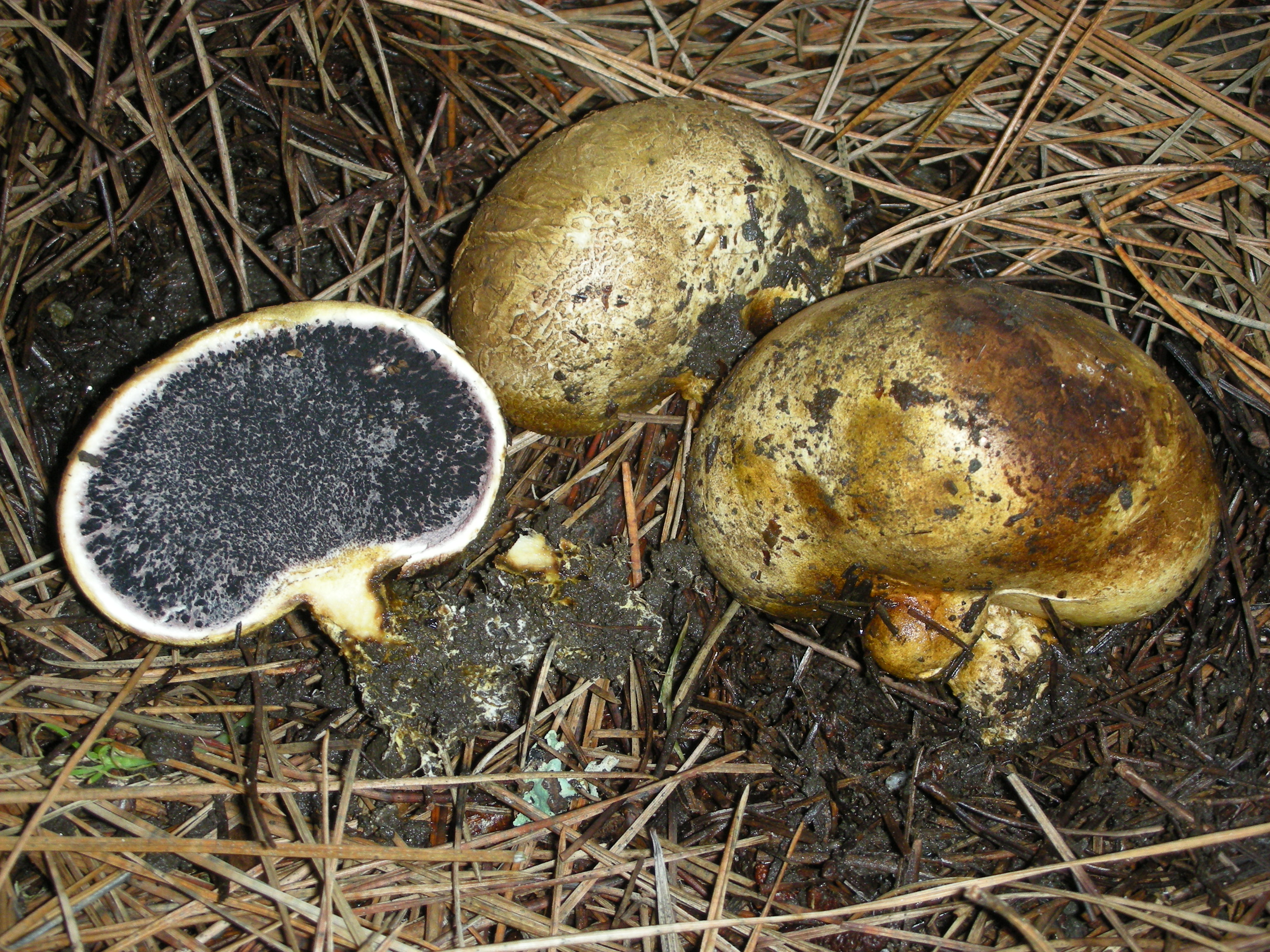 Scleroderma_cepa.jpg
