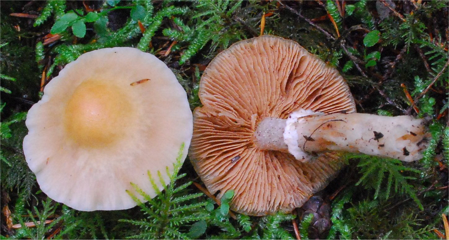 Cortinarius caperatus 121.jpg
