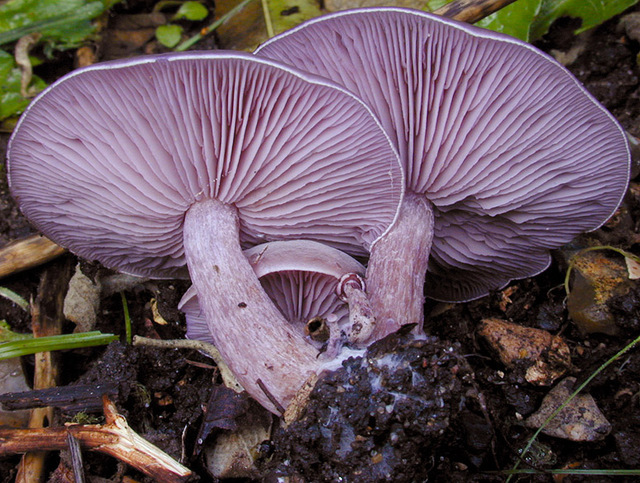 Lepista_sordida_var._sordida,I_MWS30239.jpg