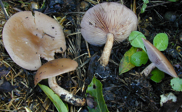 Lepista_sordida_var._sordida,I_MWS30245.jpg