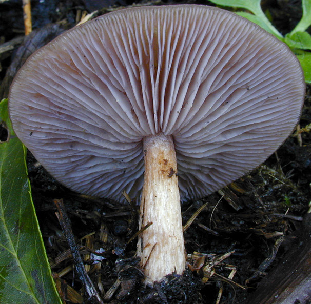 Lepista_sordida_var._sordida,I_MWS30247.jpg