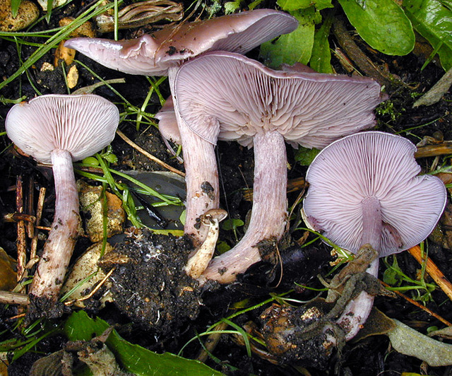 Lepista_sordida_var._sordida,I_MWS30237.jpg