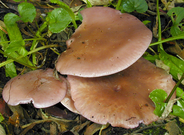 Lepista_sordida_var._sordida,I_MWS30236.jpg