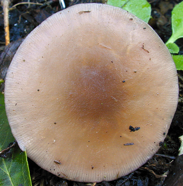 Lepista_sordida_var._sordida,I_MWS30248.jpg
