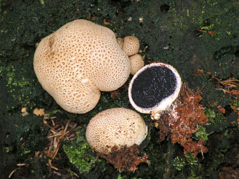 Scleroderma_citrinum.jpg