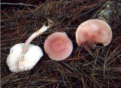Mushrooms_MycenaRosea.jpg