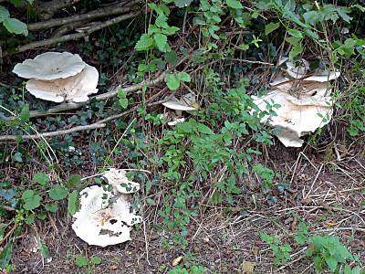 leucopaxillus-giganteus2.jpg