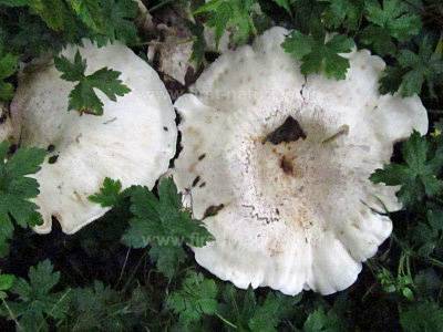 leucopaxillus-giganteus5.jpg