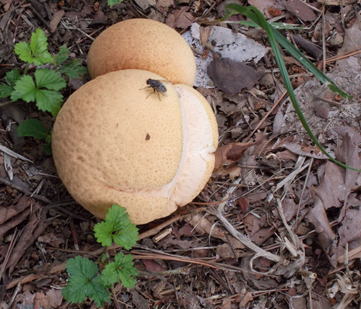 image29.jpg