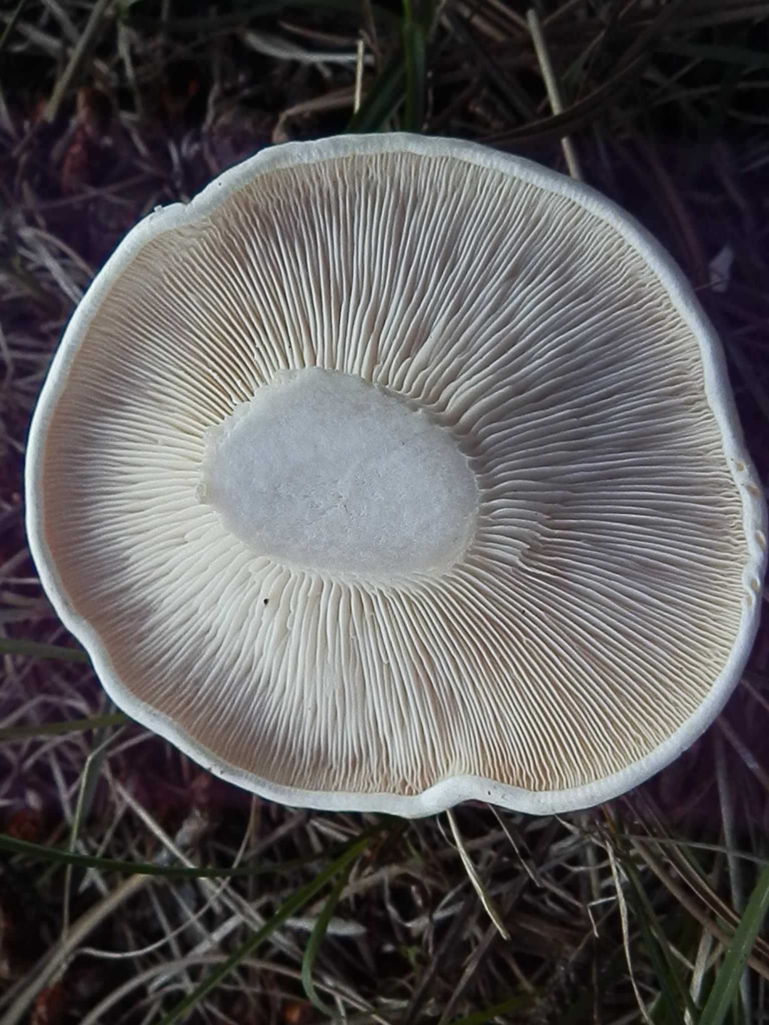649521.jpg