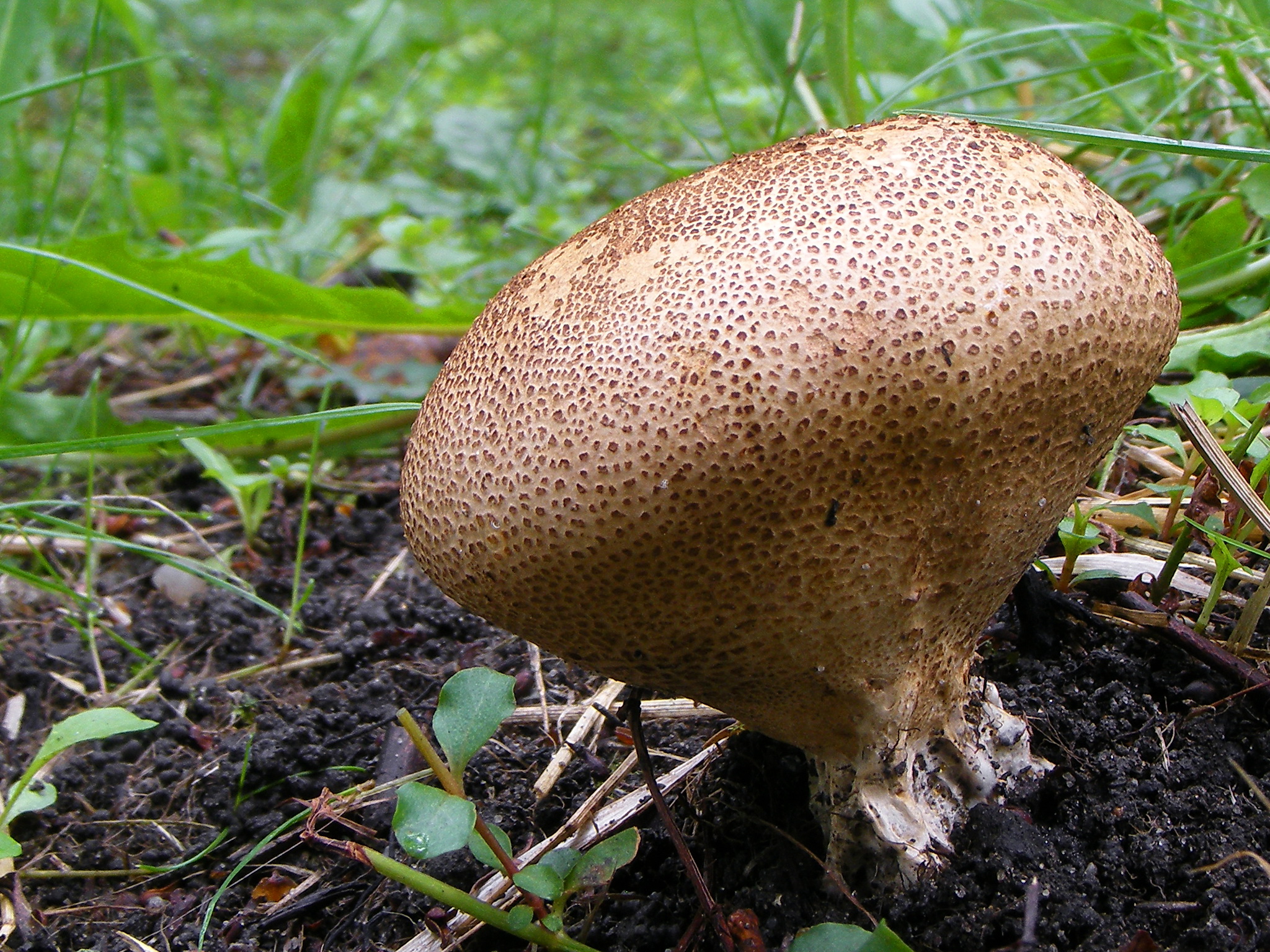 Scleroderma_verrucosum_01.JPG
