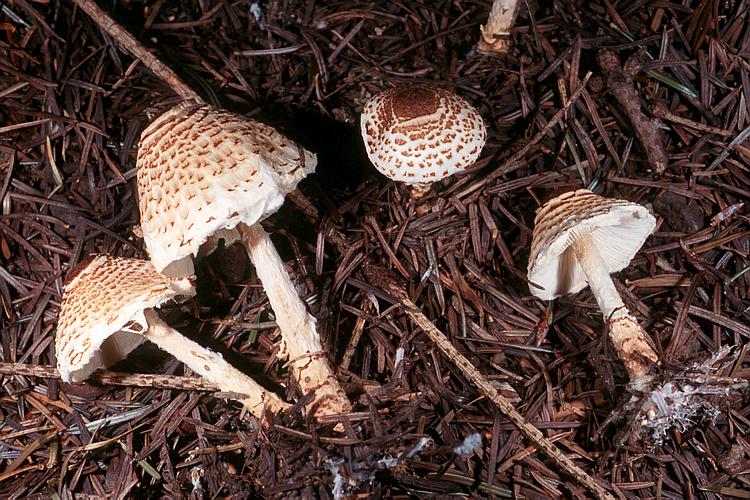lepiota_ventriosospora_gm1.jpg