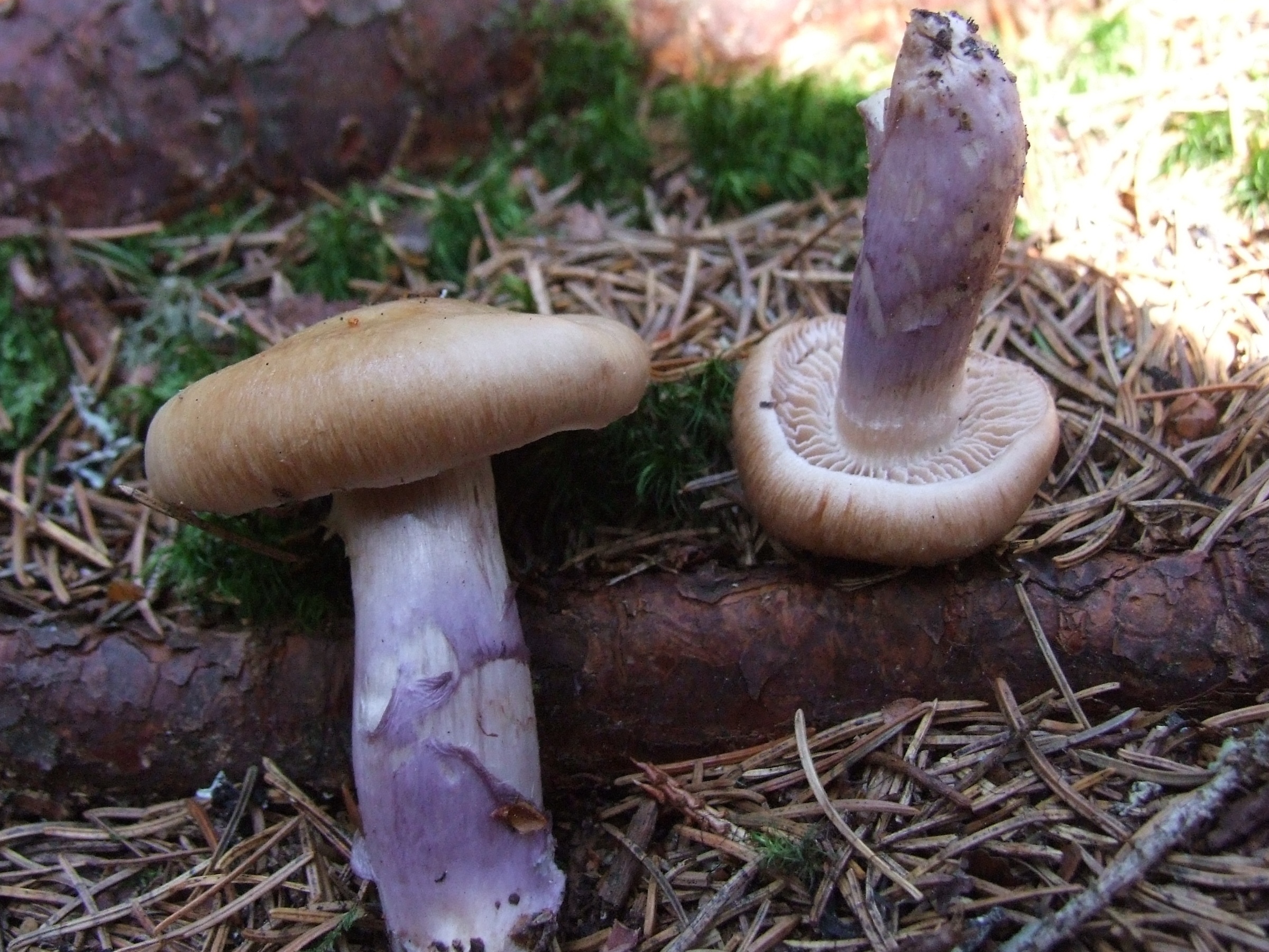 Cortinarius_cinnomoviolaceus_T66.jpg