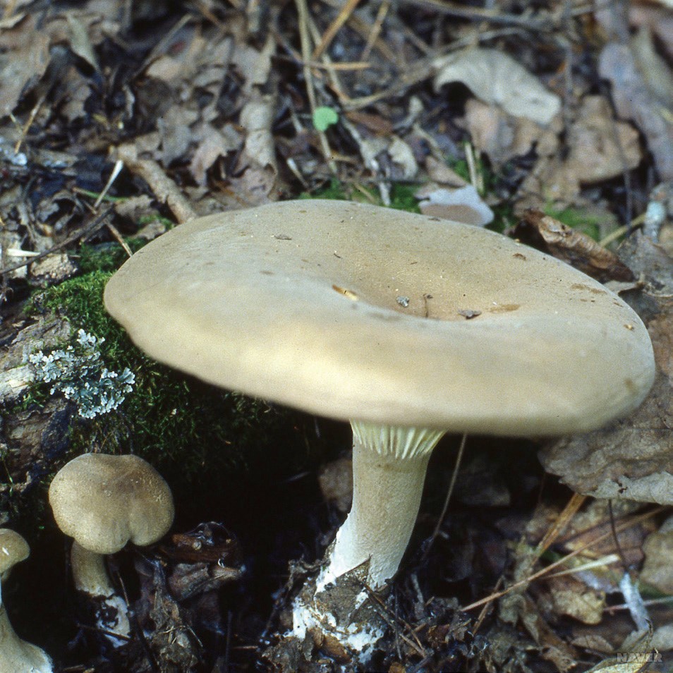 s_ib1_611_i1.jpg