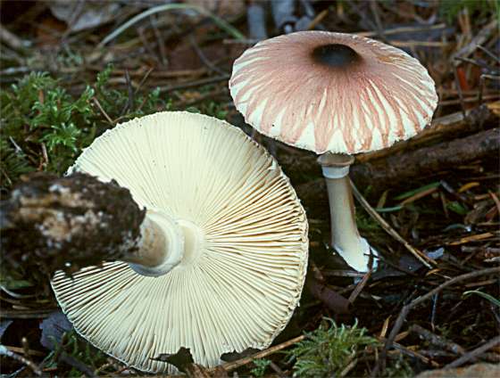 Leucoagaricus rubrotinctus 1 Boleslaw Kuznik.jpg