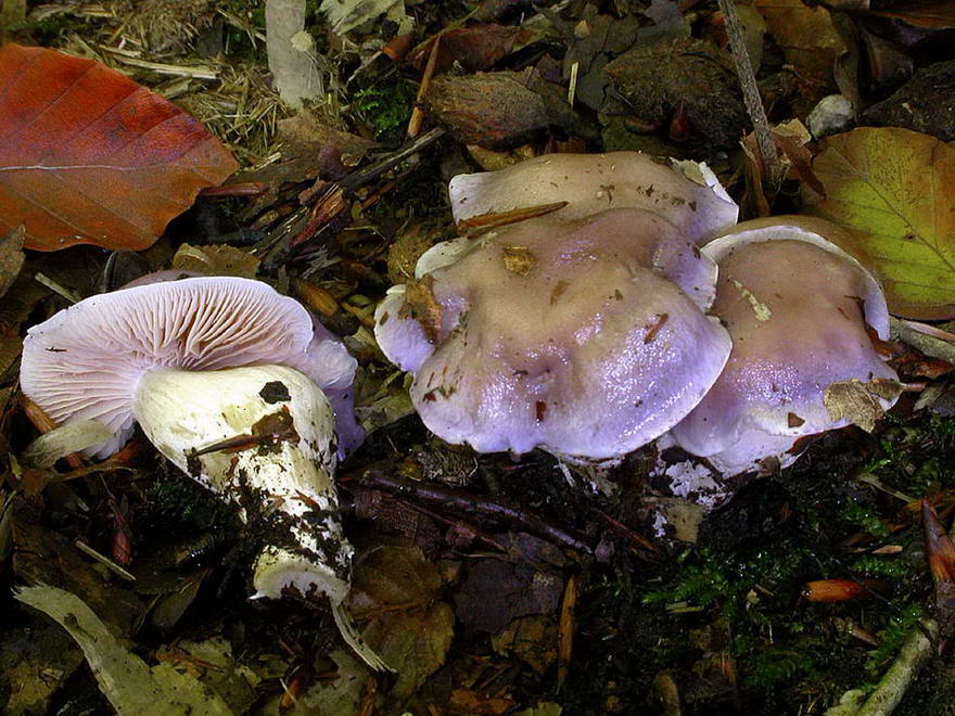 cortinarius_croceocaeruleus_(yd)_1.jpg