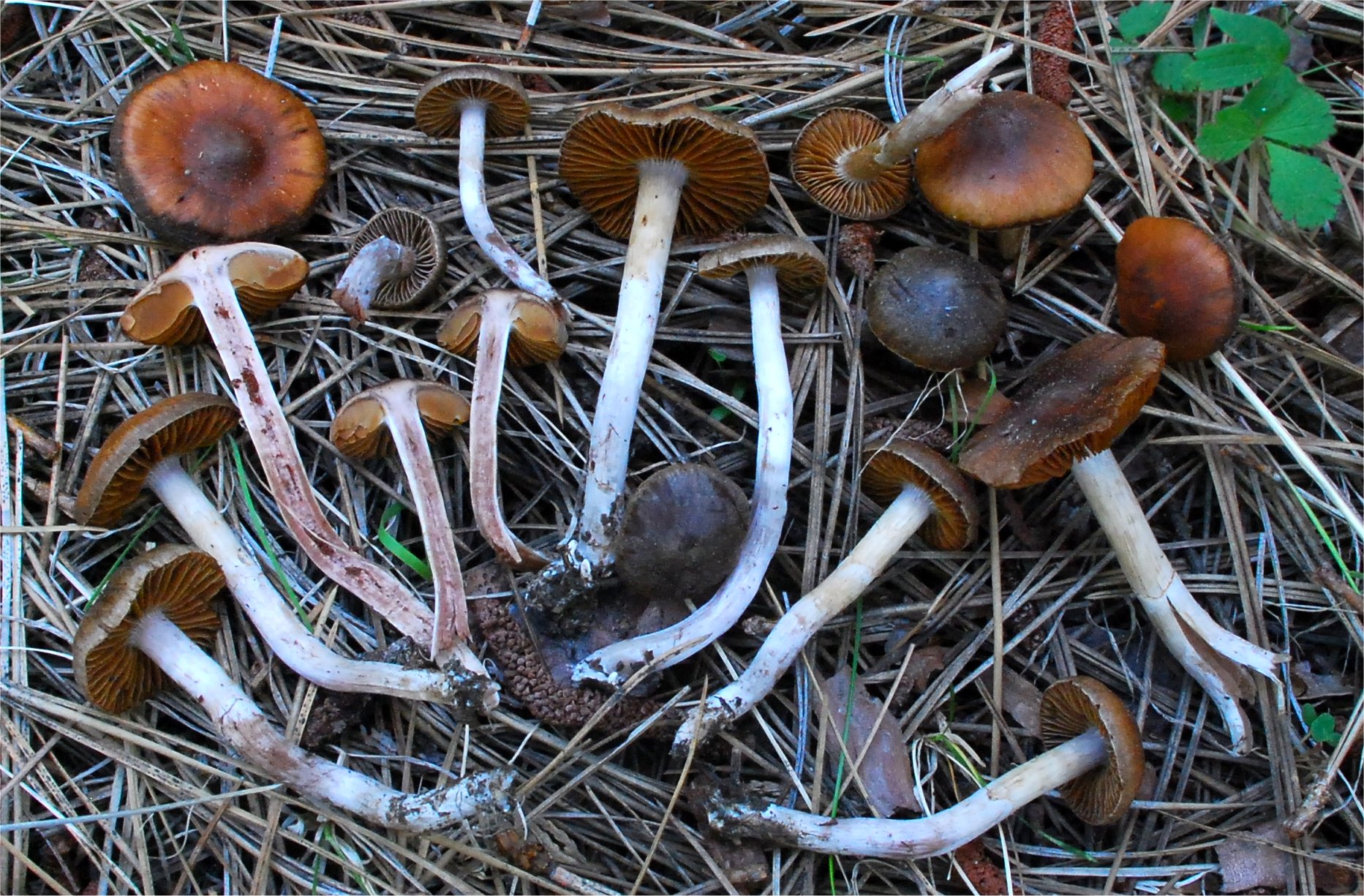 Cortinarius 15027.jpg