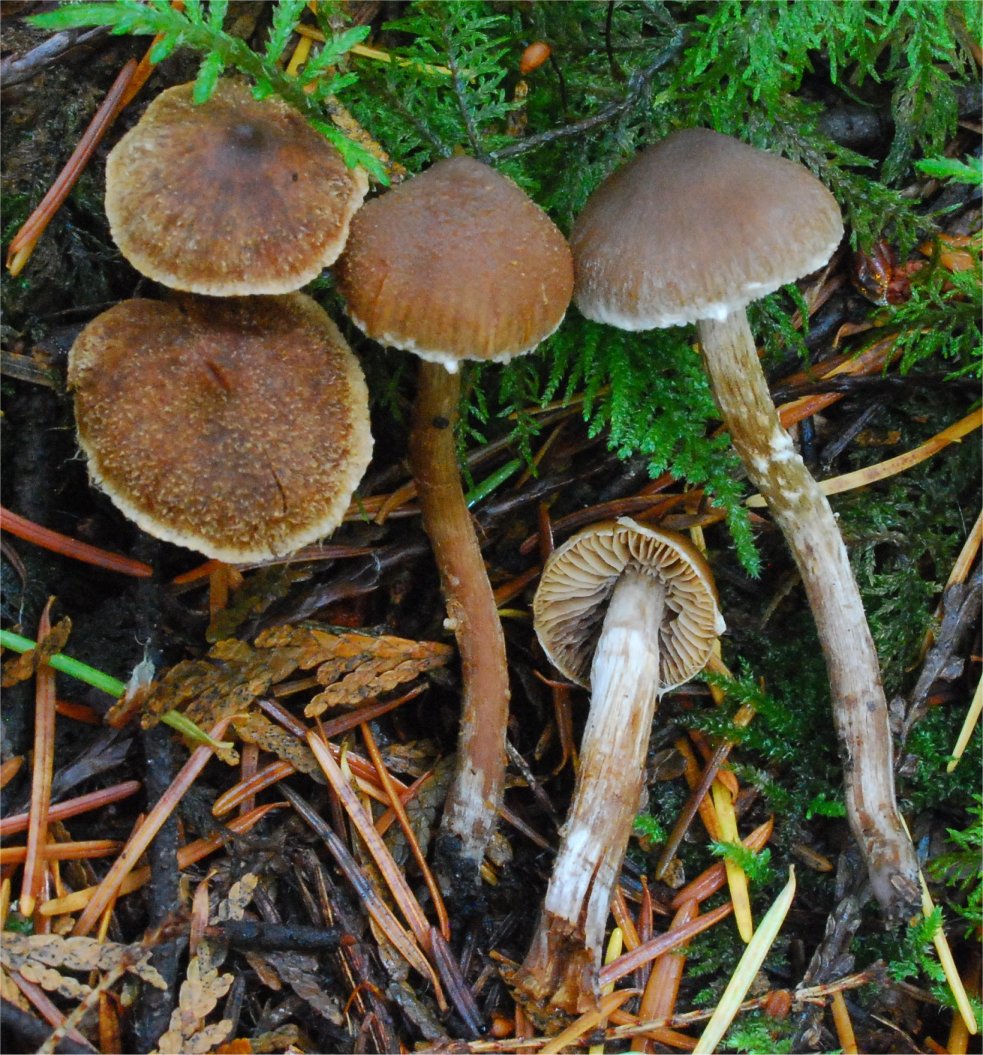 Cortinarius flexipes var. flexipes.jpg
