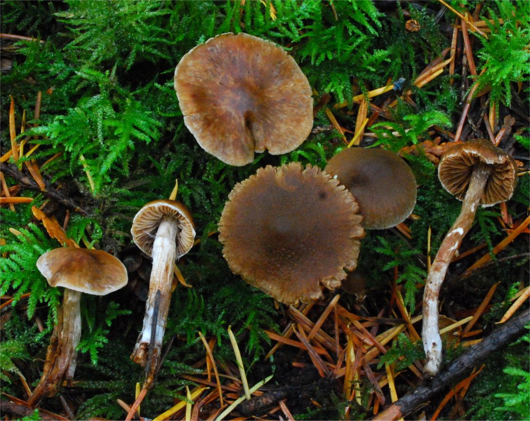 Cortinarius flexipes var. vlabellus 21812.jpg