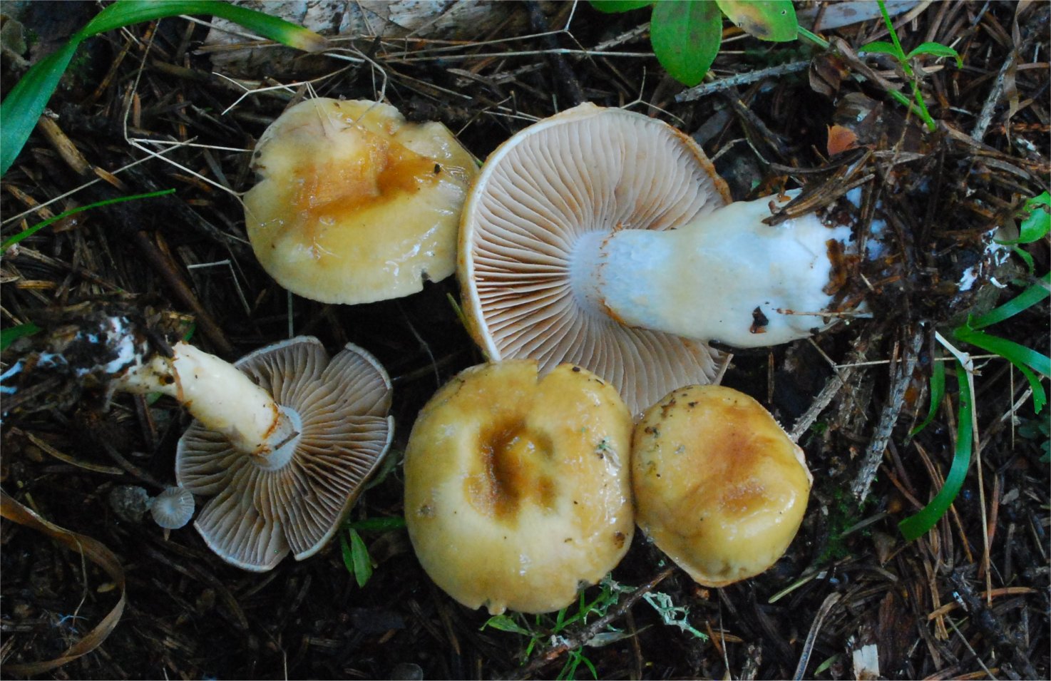 Cortinarius delibutus 19544-1.jpg