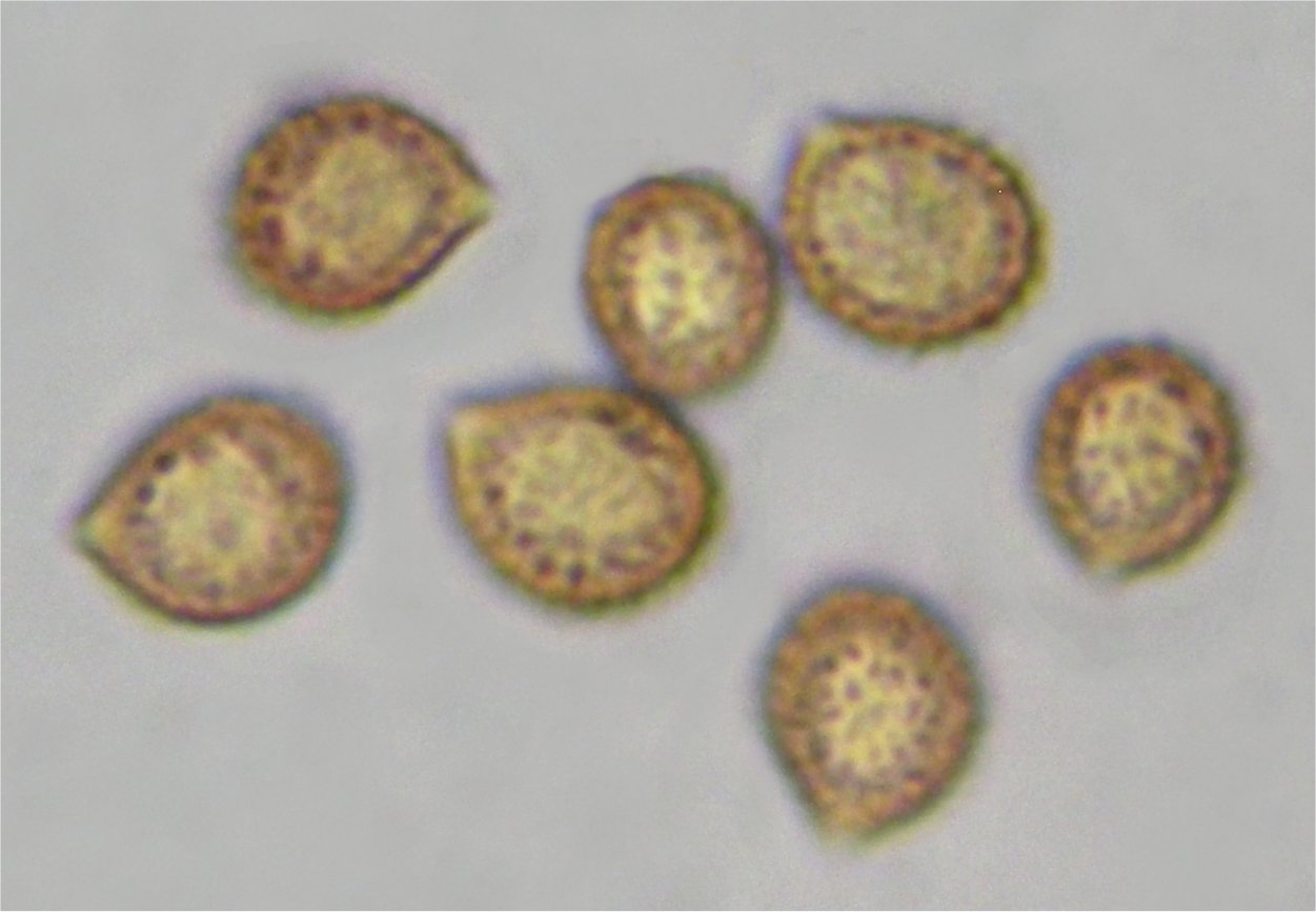 Cortinarius delibutus 19544 spores.jpg