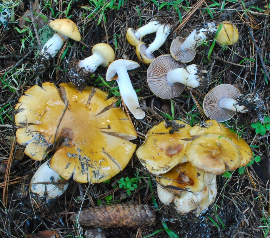Cortinarius delibutus 19852.jpg
