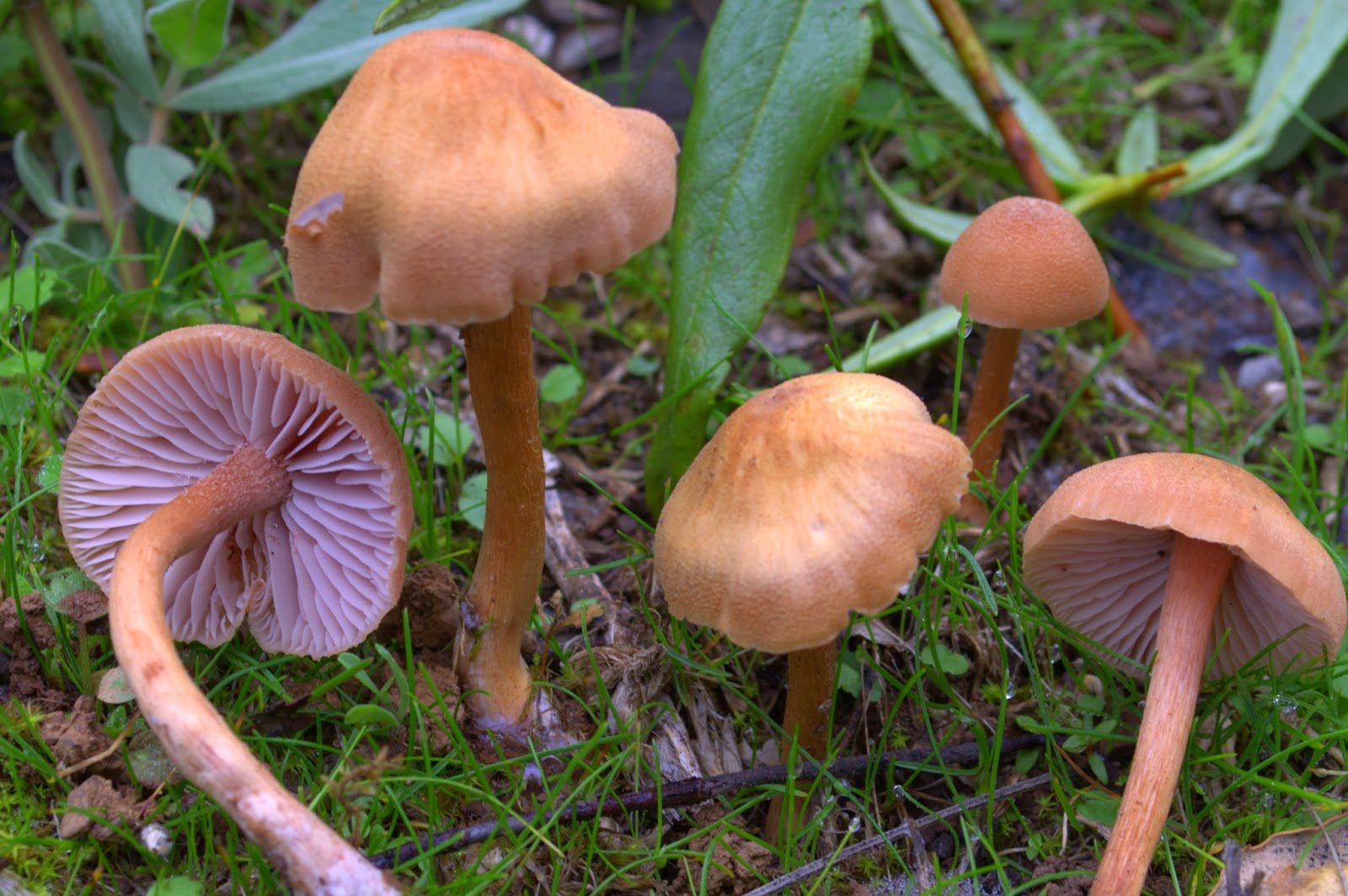 Laccaria Bicolor 07-11-2013 12-09-52.NEF.jpg