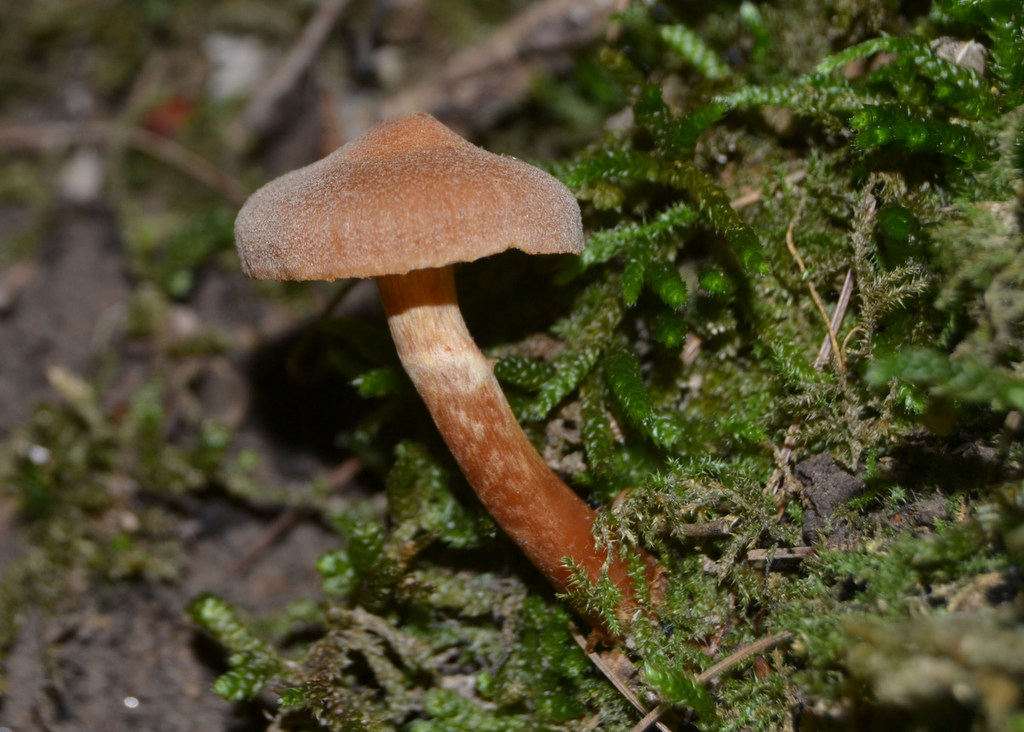 Cortinarius_distans_92.JPG