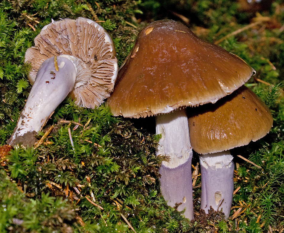 2009-09-15_Cortinarius_elatior_Fr_57078_crop.jpg