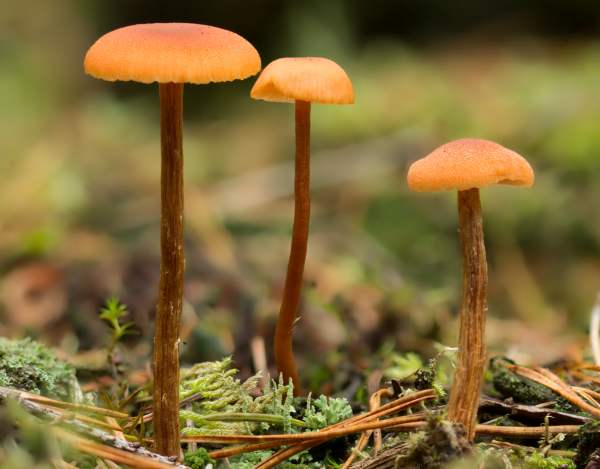 laccaria-laccata7.jpg
