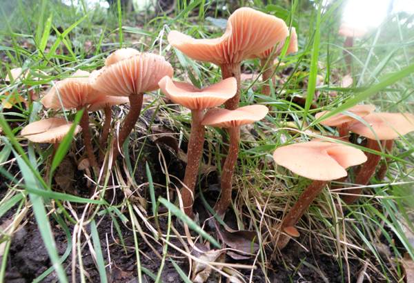 laccaria-laccata6.jpg