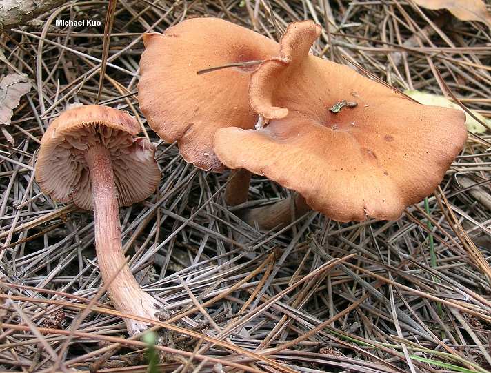 laccaria_proxima_05big.jpg