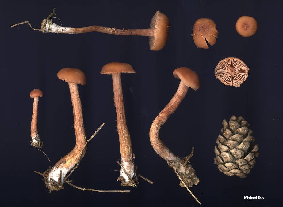 laccaria_proxima_01big.jpg