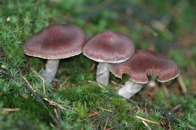 Cortinarius.evernius.-.lindsey.jpg