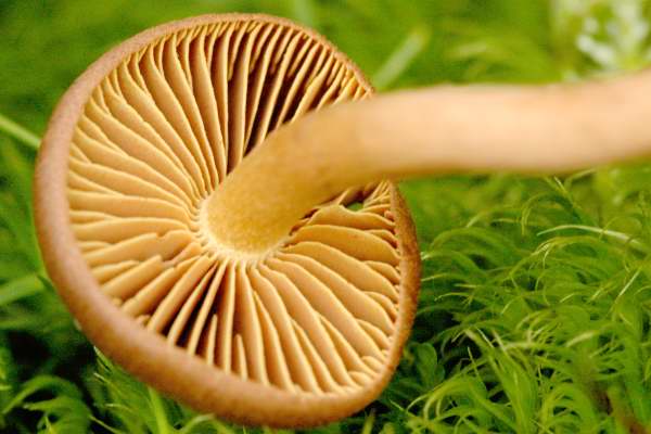 Cortinarius.fasciatus2.jpg