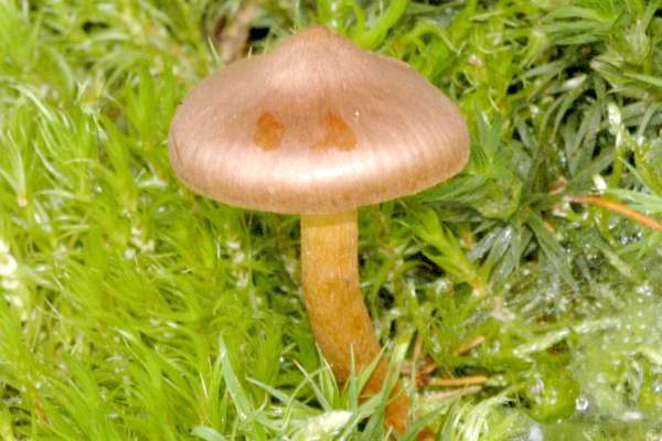 Cortinarius.fasciatus.jpg