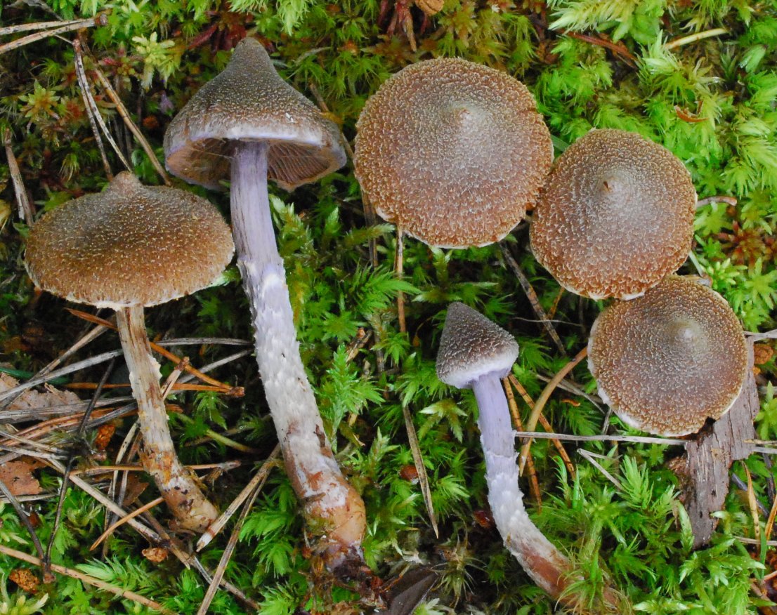 Cortinarius flexipes var. flexipes1 (1).jpg